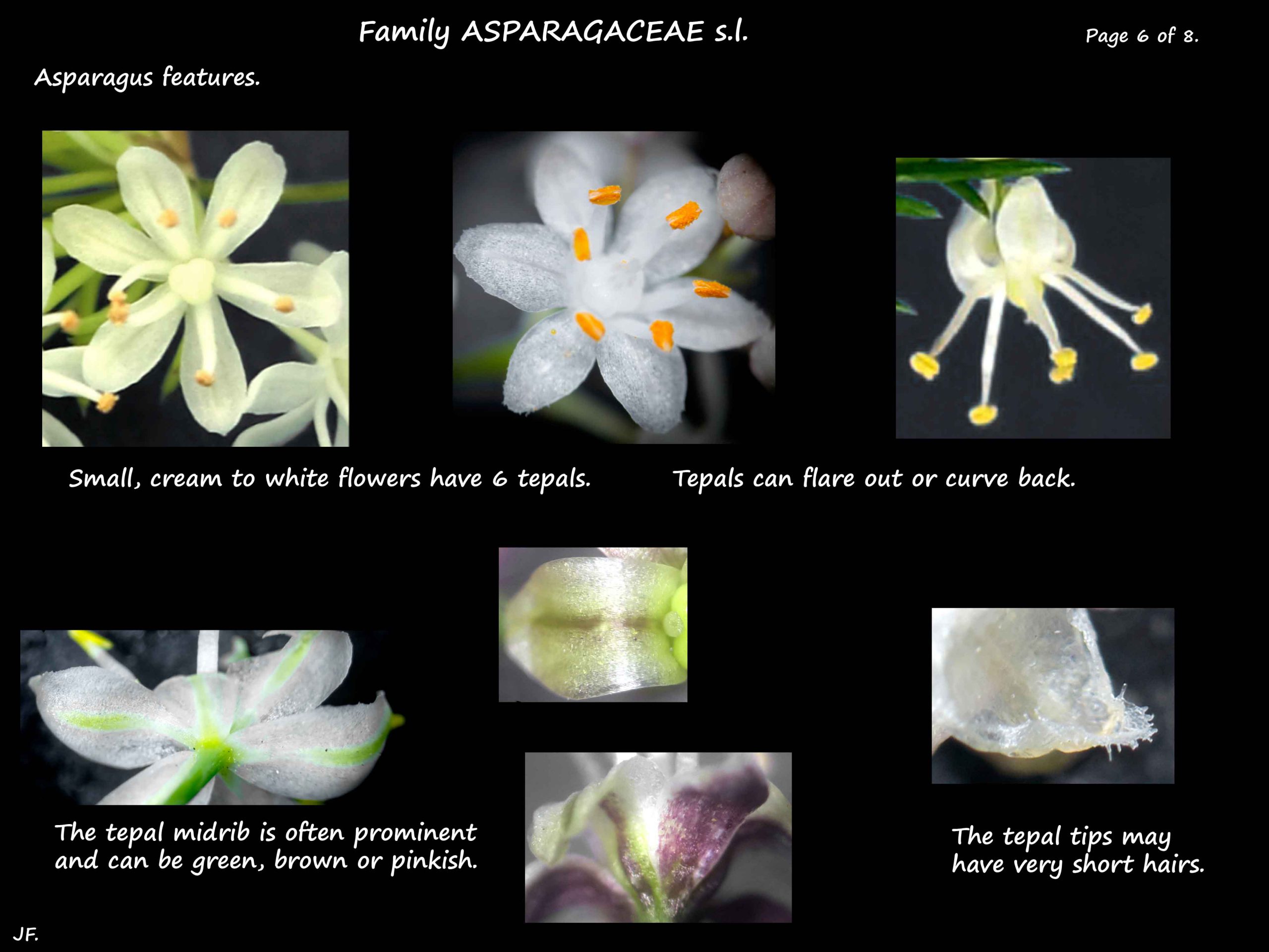 6 Asparagus flowers